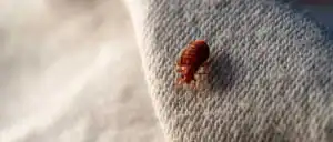 punaise-lit-cleanuisibles-clean-nuisibles-var