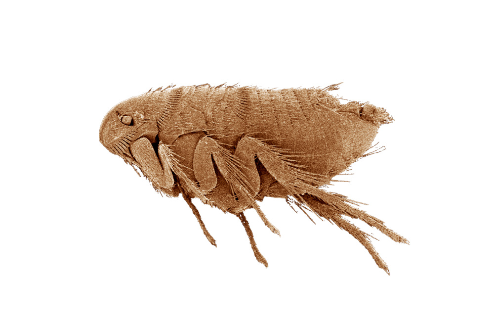 Désinfection et Décontamination contre les puces à Toulon