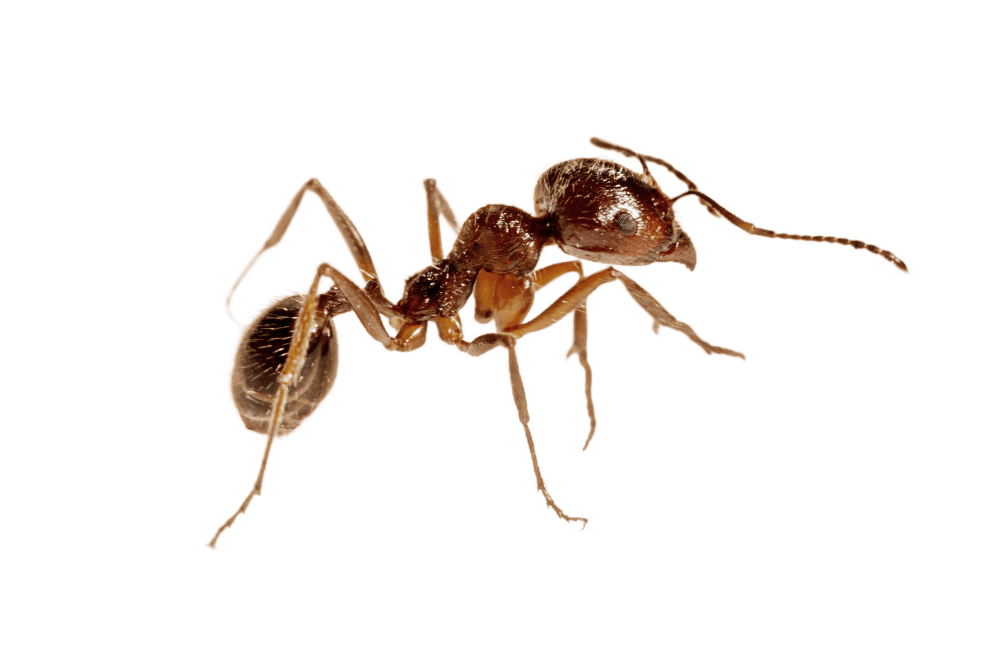 Désinsectisation Fourmis à Toulon