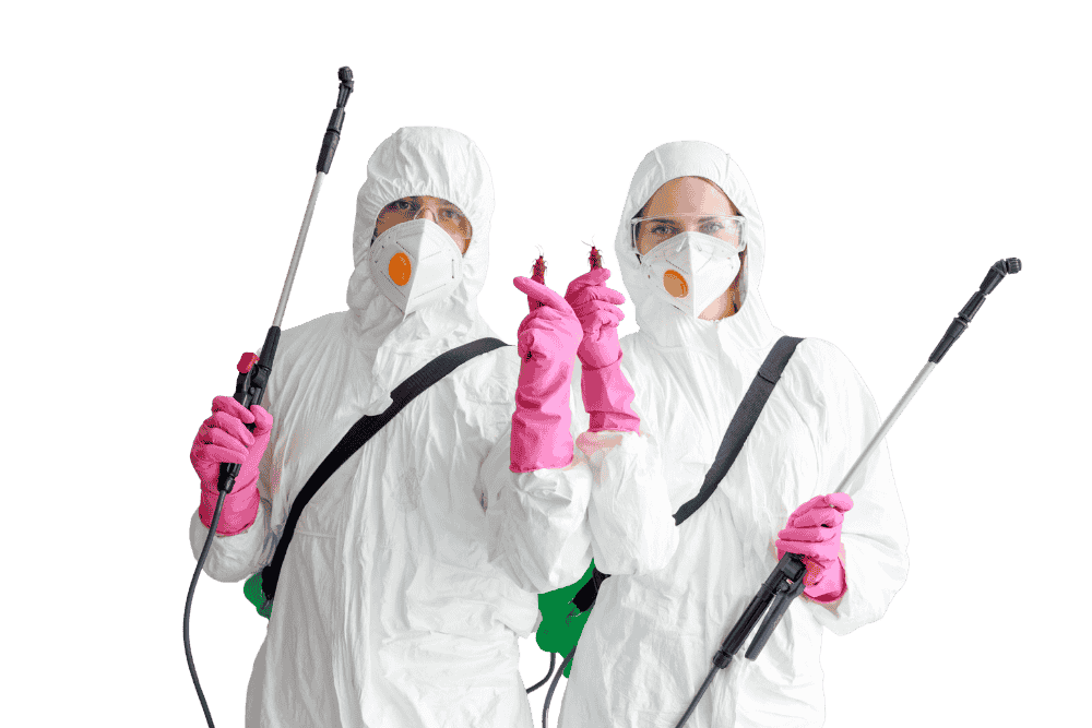 Éliminer les puces à Toulon