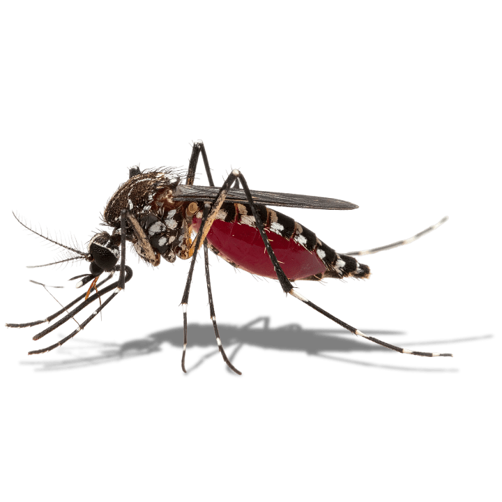 Démoustication à Toulon