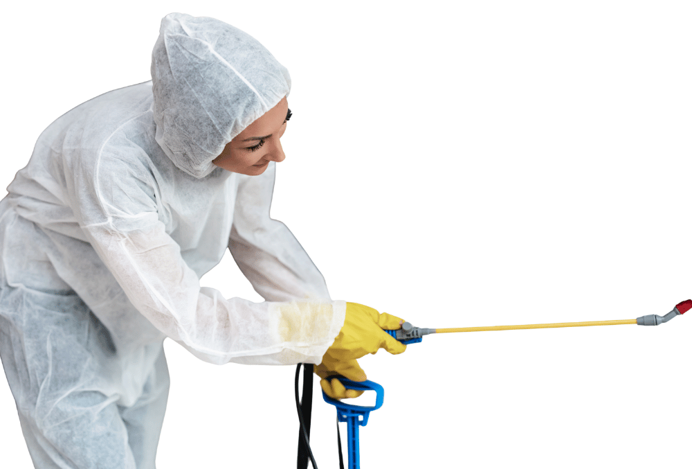 Désinsectisation Cafards à Toulon