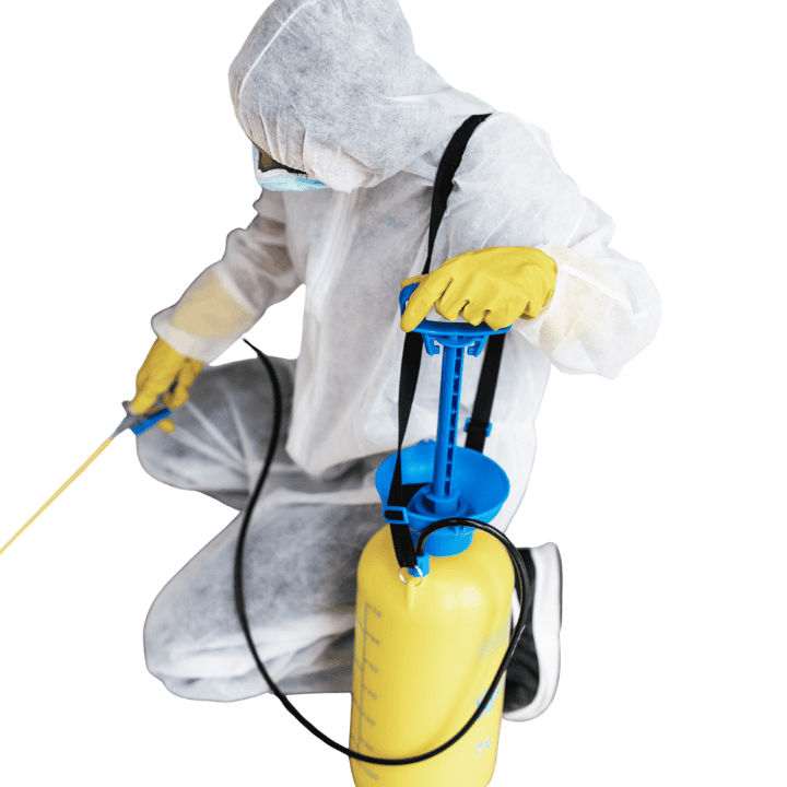 Désinsectisation Cafards à Toulon