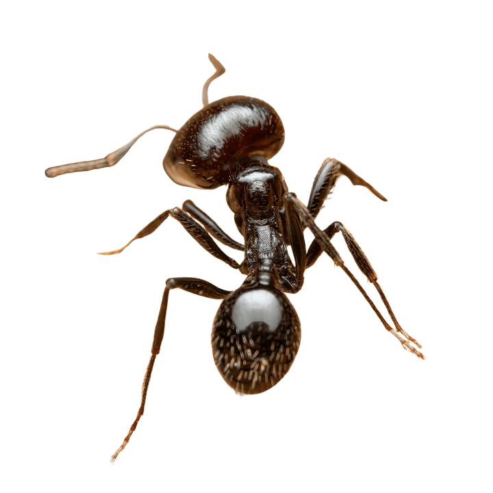 Désinsectisation Fourmis à Toulon