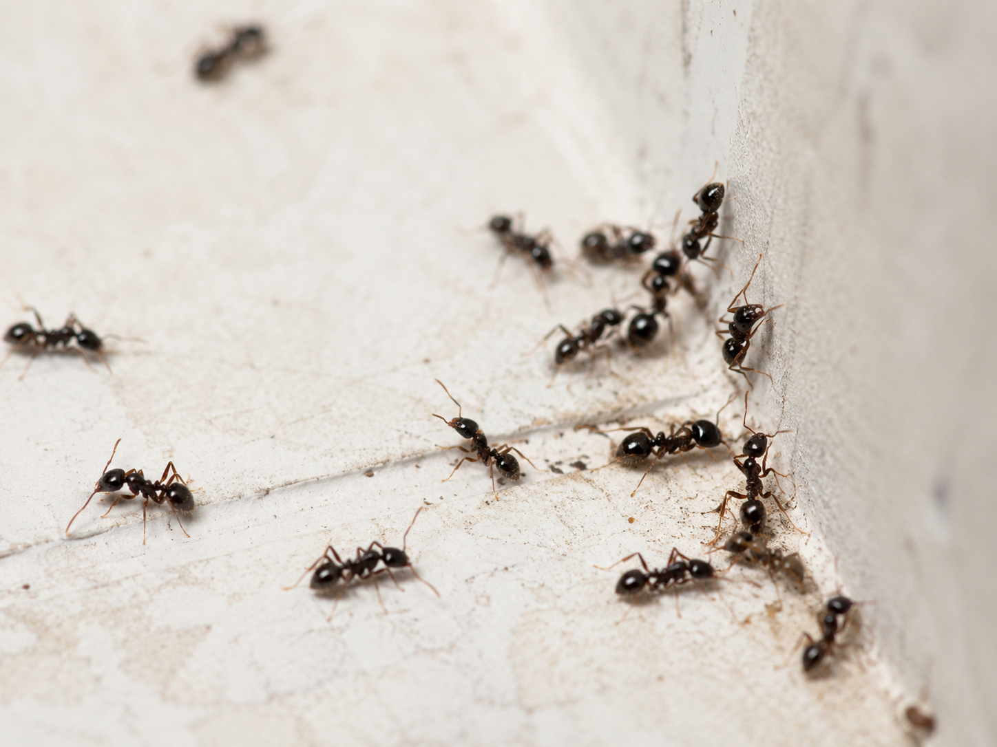 Fourmis dans une maison à traiter par CLEANuisibles dans le Var